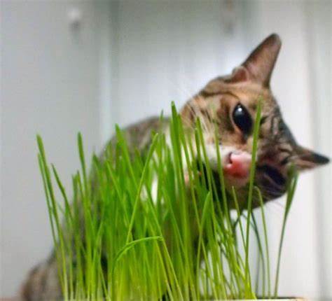 猫吐毛球是什么草,猫咪吐毛球是怎么回事