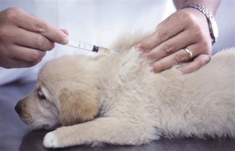 被宠物狗咬了需要打狂犬疫苗吗,宠物狗狂犬疫苗多少钱