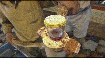 蛇毒和人血为什么会凝结,毒蛇会被蛇毒毒死么