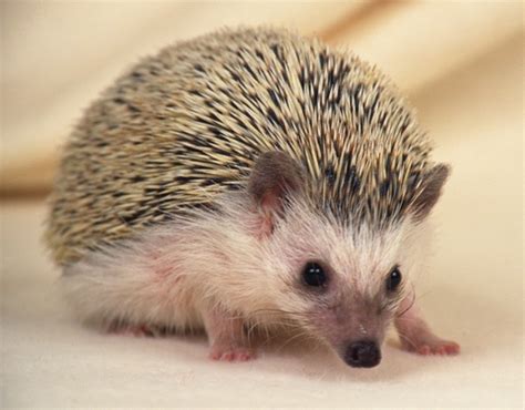 小型鱼吃什么饲料,如何选择合适的小鱼吃掉