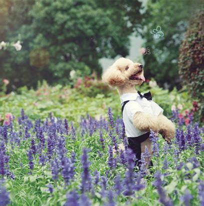 泰迪有眼屎应吃什么,泰迪有眼屎有泪痕怎么办