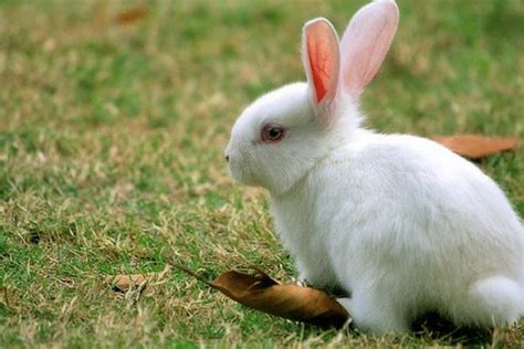 养殖什么肉兔好,养獭兔好还是肉兔好