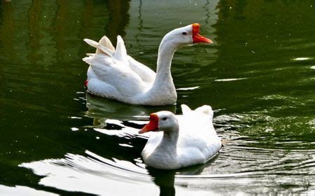 《白鹅》一文表达了作者对鹅的喜爱之情,白公鹅表达了作者对它的什么之情