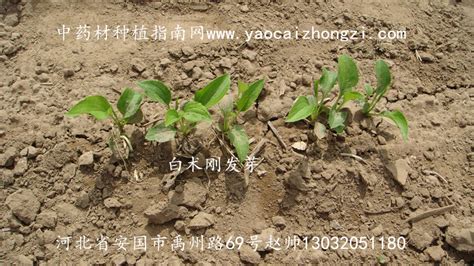 地里种植什么收益高,种植什么收益快