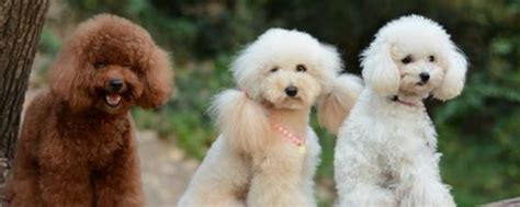 小狗狗有点拉稀怎么办,博美小狗狗拉稀怎么办