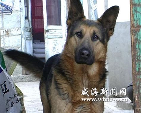 德牧是什么狼的后代,德国牧羊犬是什么神仙狗狗