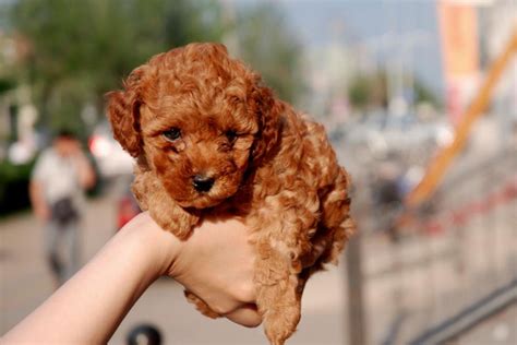 贵宾犬适合吃什么样的狗粮除了狗粮之外,贵宾犬吃什么狗粮图片