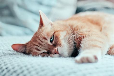 猫咪为什么那么喜欢睡觉猫的睡姿说明什么,猫 为什么睡眠