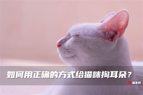 猫的耳朵为什么会有脏东西,耳朵为什么会脏东西