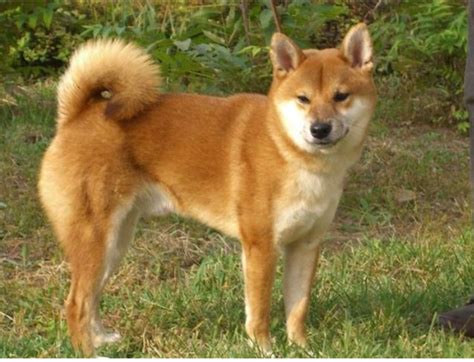 为什么中华田园犬好养,中华田园犬聪明又可爱