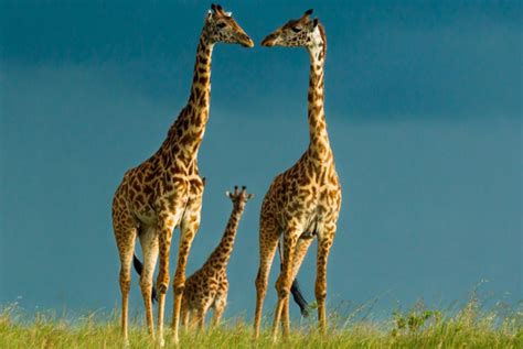 为什么海洋动物寿命短,而一些动物的生命那么长