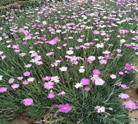 夏季绿地种什么草花好,谁是五月江阴最美草花