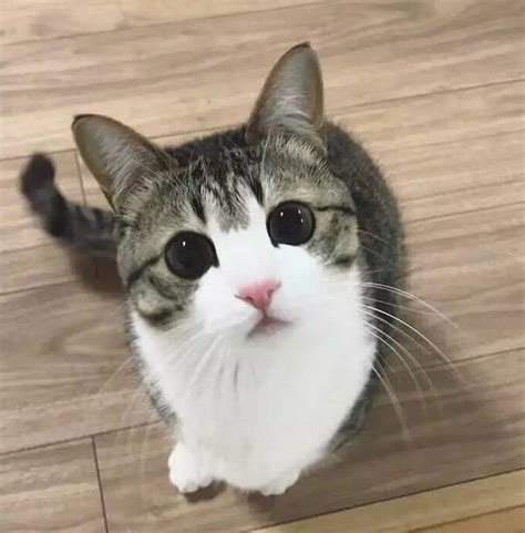 猫猫蹭你是因为爱你吗,猫蹭是啥意思是什么意思是什么