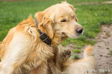 史宾格犬智商多少名,英国史宾格犬智商高吗