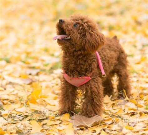 茶杯泰迪犬会咬人吗,泰迪犬为什么咬人