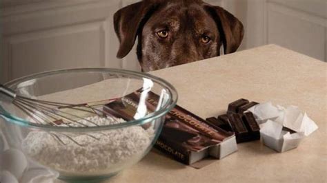 为什么总想吃东西,狗狗为什么不想吃东西怎么办