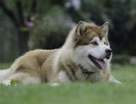 一只纯种阿拉斯加幼犬多少钱,阿拉斯加幼犬超低价抛售