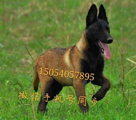 川东犬的价格是多少钱一斤,中国川东猎犬的介绍