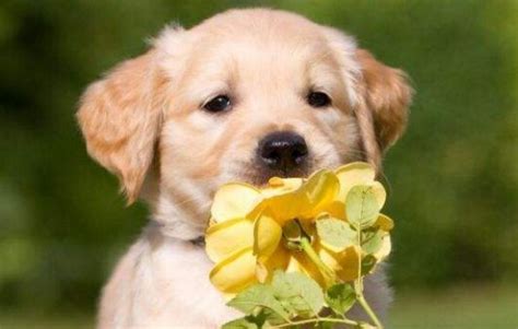 金毛小狗什么打疫苗吗,金毛33天可打疫苗吗