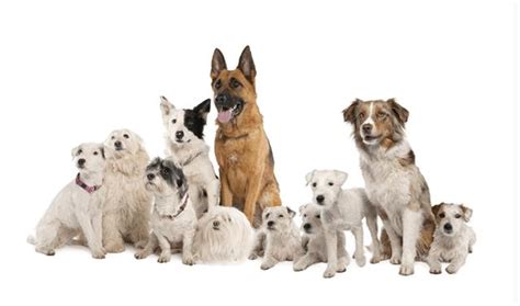 狗狗为什么害怕拍照,狗狗为什么不喜欢拍照