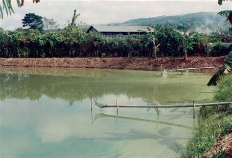 观赏虾怎么养水温多少,观赏虾如何养