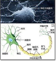 狂犬病疫苗行业专题分析,髓磷脂