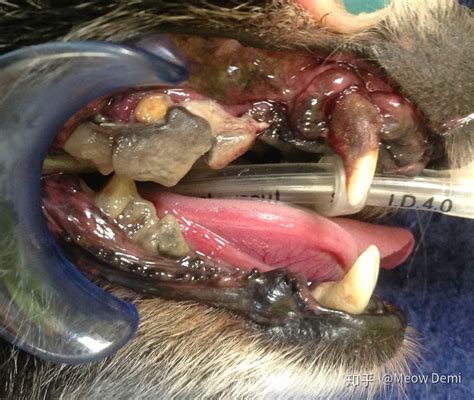 狗狗为什么会打喷嚏,为什么狗狗会掉牙齿