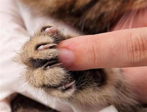 巨型中亚犬多少钱一只,中亚牧羊犬怎么样