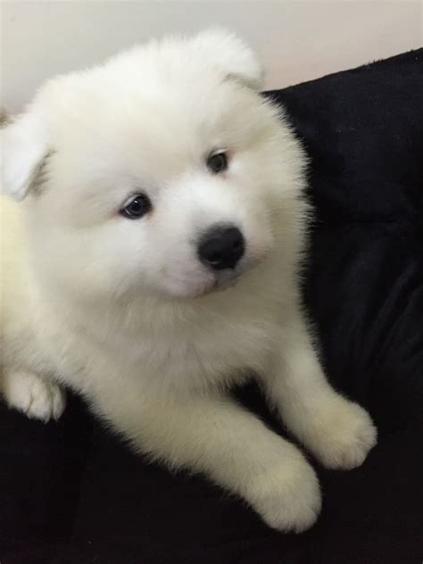 小萨摩为什么叫,为什么主人直呼后悔