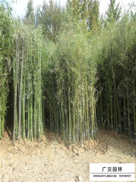 用竹子造林怎么样,竹子生长快产量高