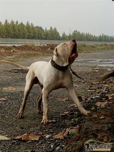 杜高什么价,少见的黑色杜高幼犬