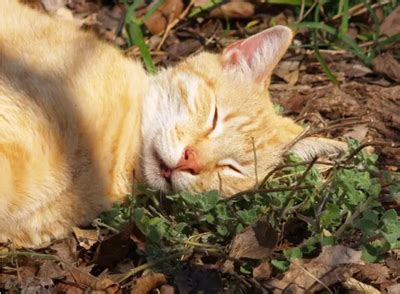 为什么核桃对猫有毒,你们的那些食物对猫咪来说就是剧毒