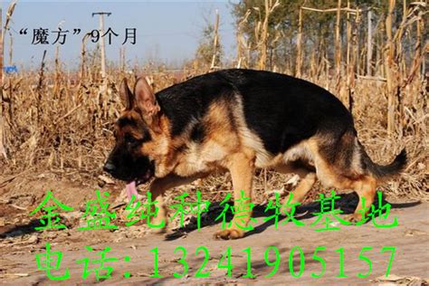 德牧锤直系杂交幼犬最低价多少钱,德国牧羊犬幼犬多少钱一只