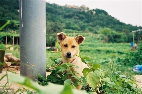 北京斑点狗为什么禁养,兰州禁养犬名单公布