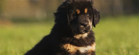 藏獒一年吃多少钱,疯狂的藏獒投机史