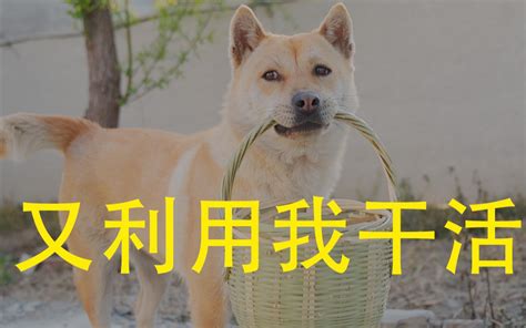 什么犬最乖,世界上最乖巧的10种猫咪