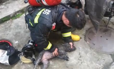 宠物窝怎么清洁保养,狗狗怎么预防空窝