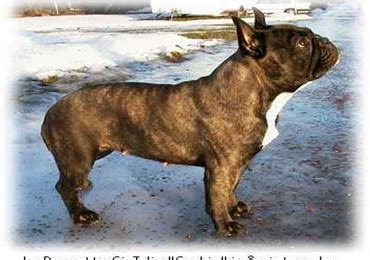 法国斗牛犬体长多少厘米,宠物百科之法国斗牛犬