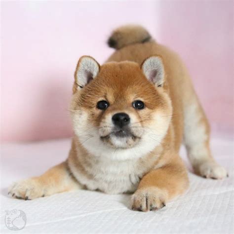 日本卖柴犬多少价格多少,柴犬价格是否很混乱
