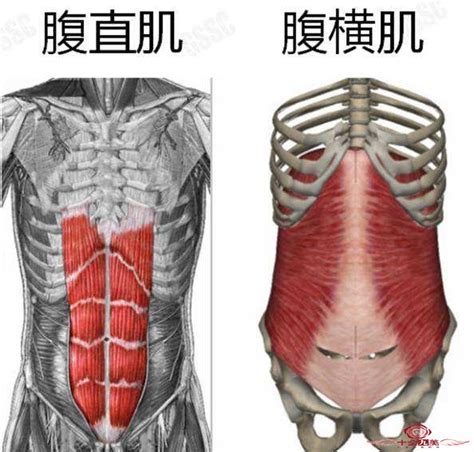 肚脐哪里的腹肌,怎么减小腹上的脂肪