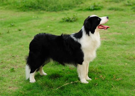 小泰迪犬大概多少钱一只泰迪狗多少钱,公泰迪幼犬多少钱