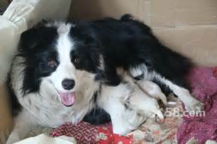 边牧太瘦是什么原因,有什么办法可以增肥