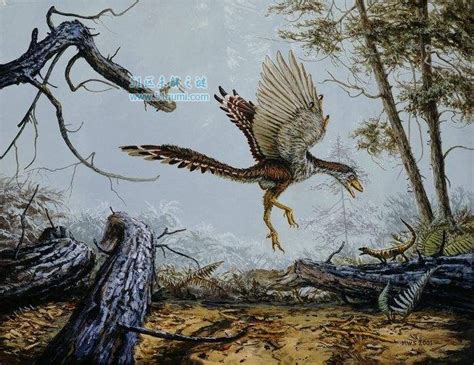 鸟的祖先为什么是恐龙,恐龙是鸡的祖先吗