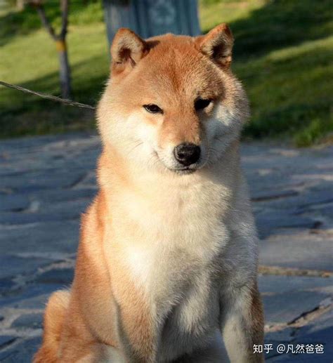 一个月的狗狗吃多少,一个月的小狗给多少狗粮合适