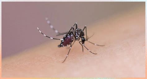 为什么出汗会吸引蚊子,什么人比较吸引蚊子