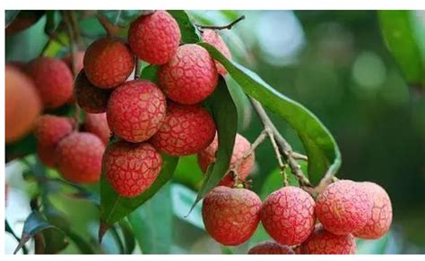 四川移民广西什么地方,云南与四川之间换地