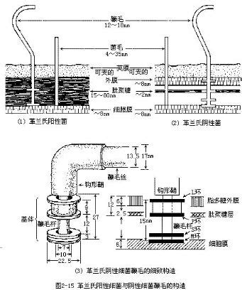 如何挑选盖革计数器,盖革模式