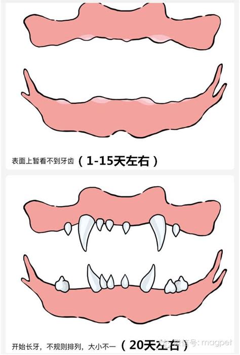 狗狗掉牙的时候吃什么,狗狗什么时候换牙