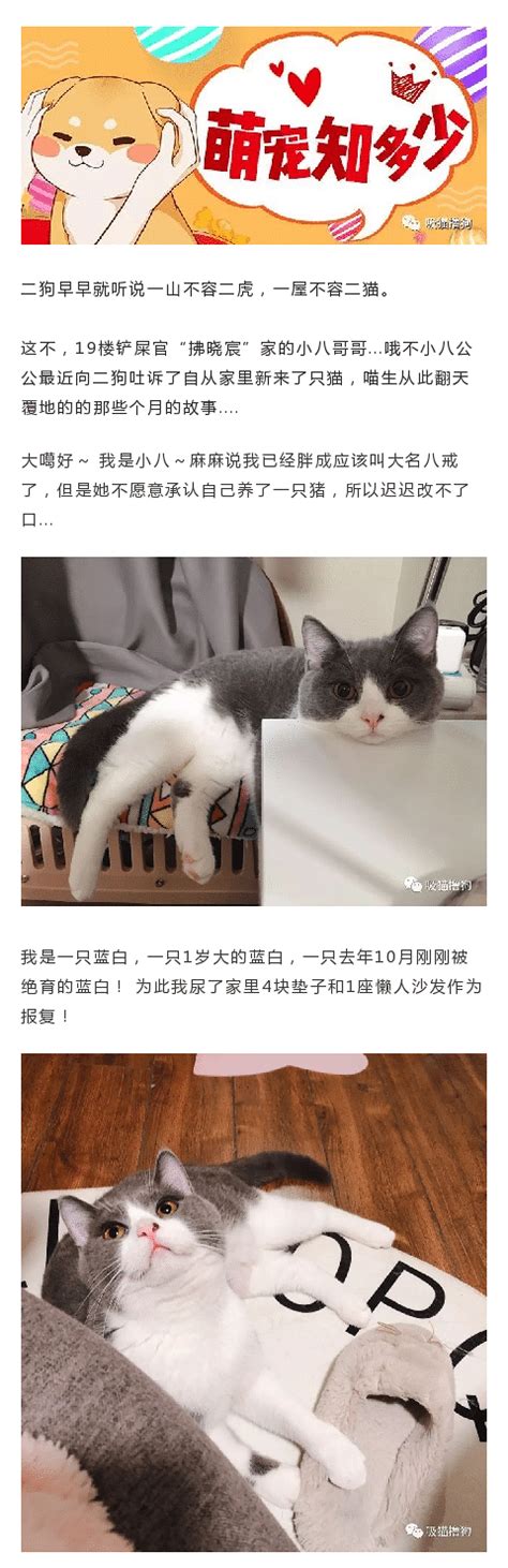 猫会舔完屁股又舔人怎么破,有的猫咪为什么总爱舔屁股