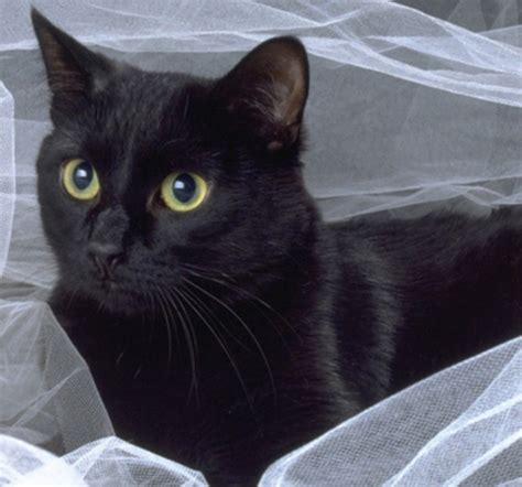 猫绦虫吃什么药,猫虫吃什么药好使